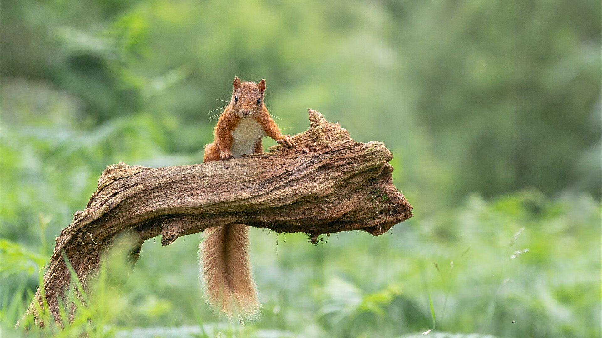 AIYOUXI.COM-“意甲追分大战：多支球队势均力敌输赢难料”，意甲分析推荐