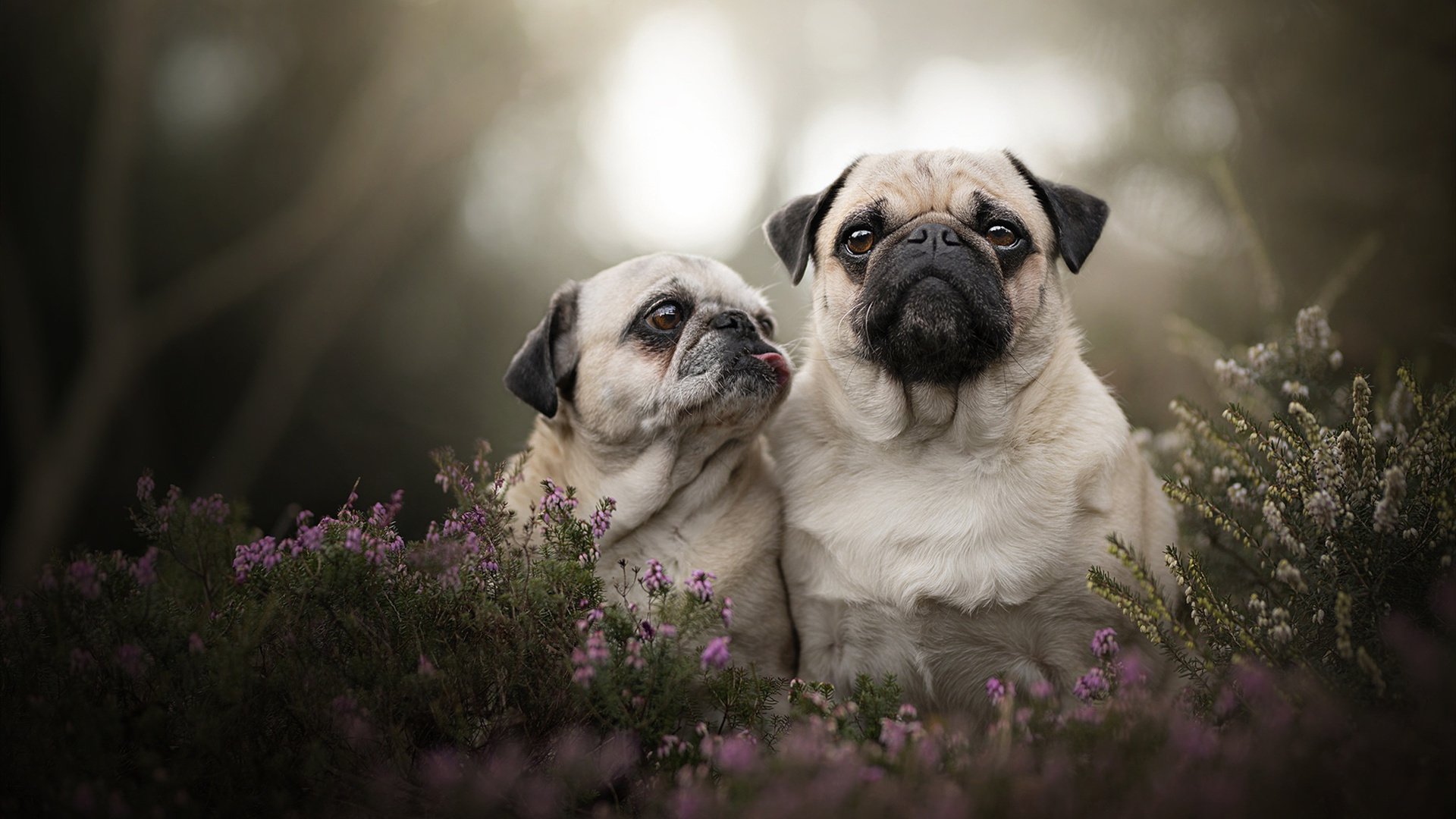 AYX官网-明日方舟海选赛火热进行，萌新崭露头角，明日方舟2021自选