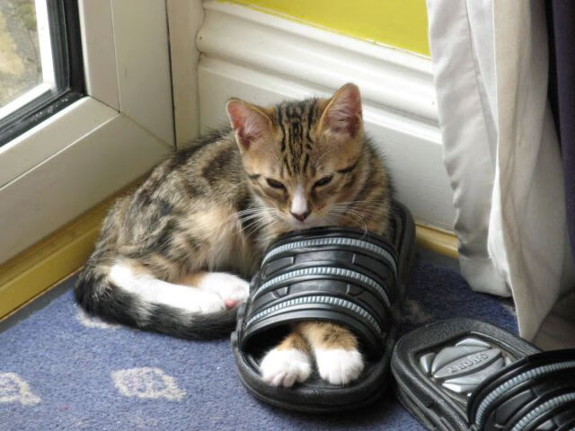 中国足球产业链完善,发展前景广阔,中国足球产业链完善,发展前景广阔的原因