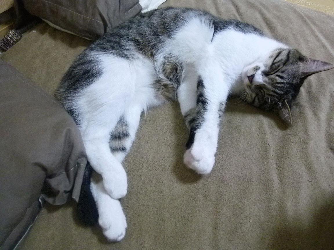 曼城主场迎战皇马,谁将战胜对手?,曼城与皇马历史交手记录