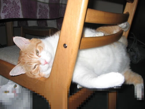 篮球职业联赛决出总冠军雄心勃发,篮球赛夺冠