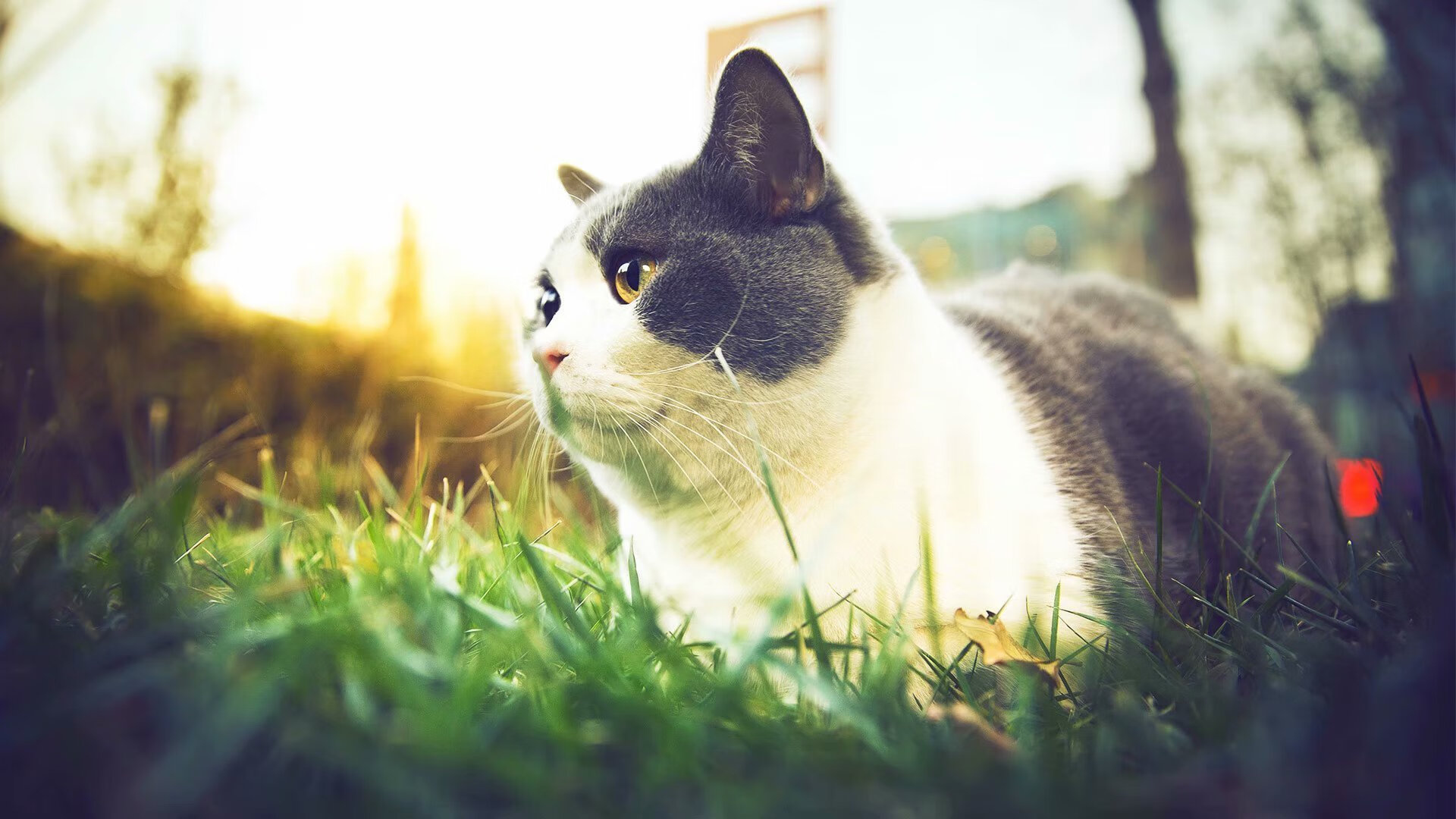 篮球场光影:全球巅峰对决如火如荼,篮球场灯光照度标准