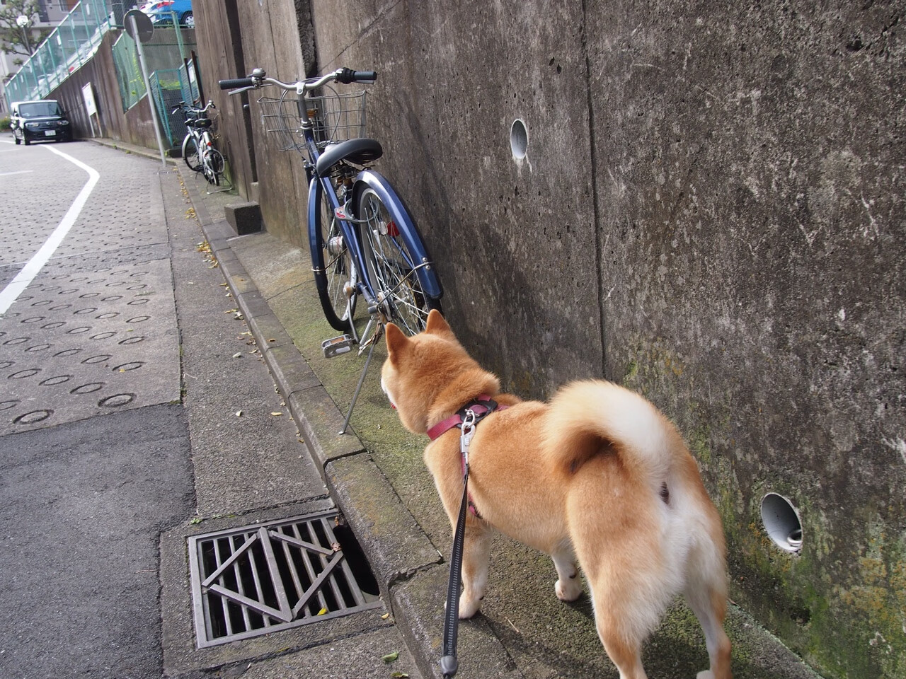 马赛锋线进攻效率提升，马赛分析