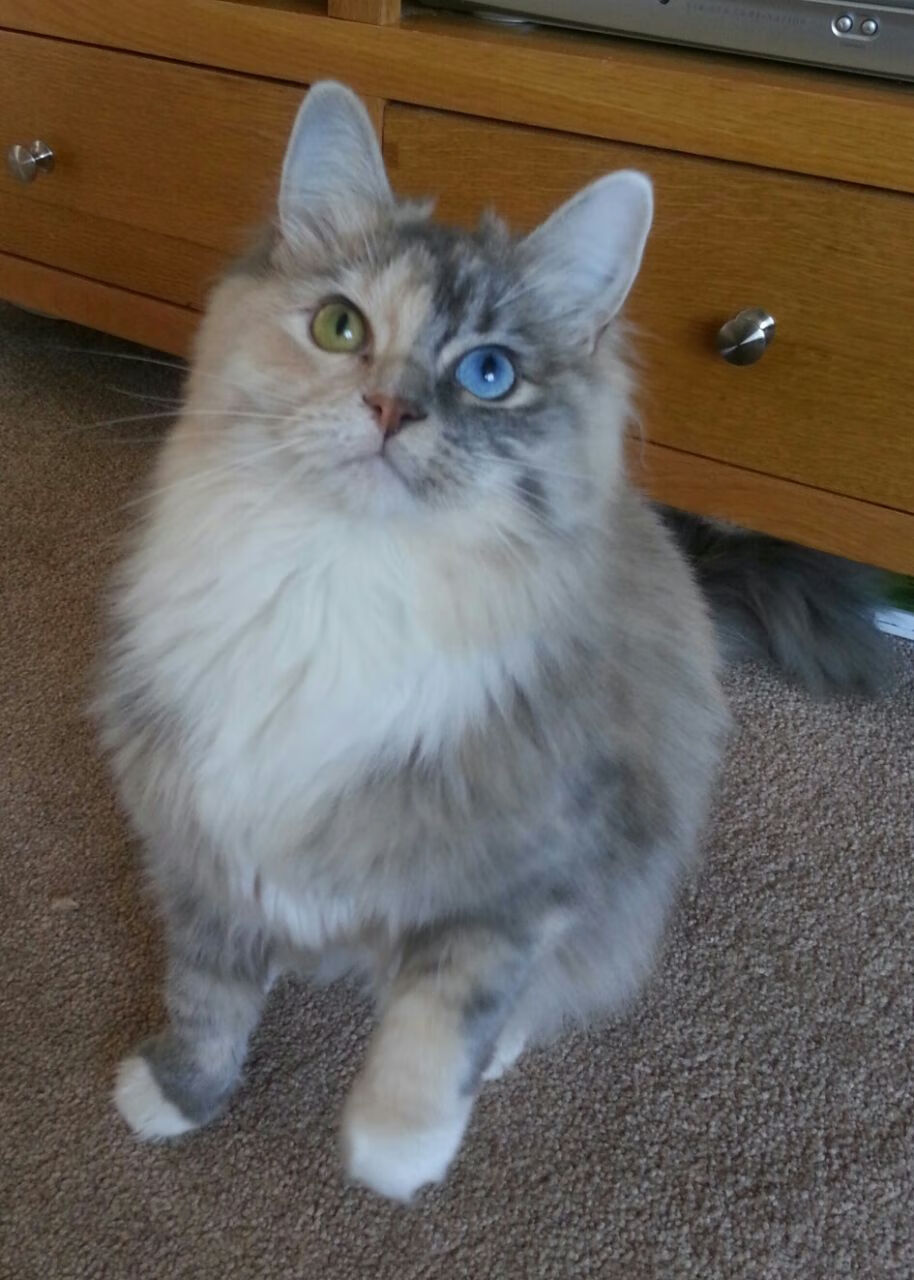 拜仁高位逼抢成功率居高,拜仁高层