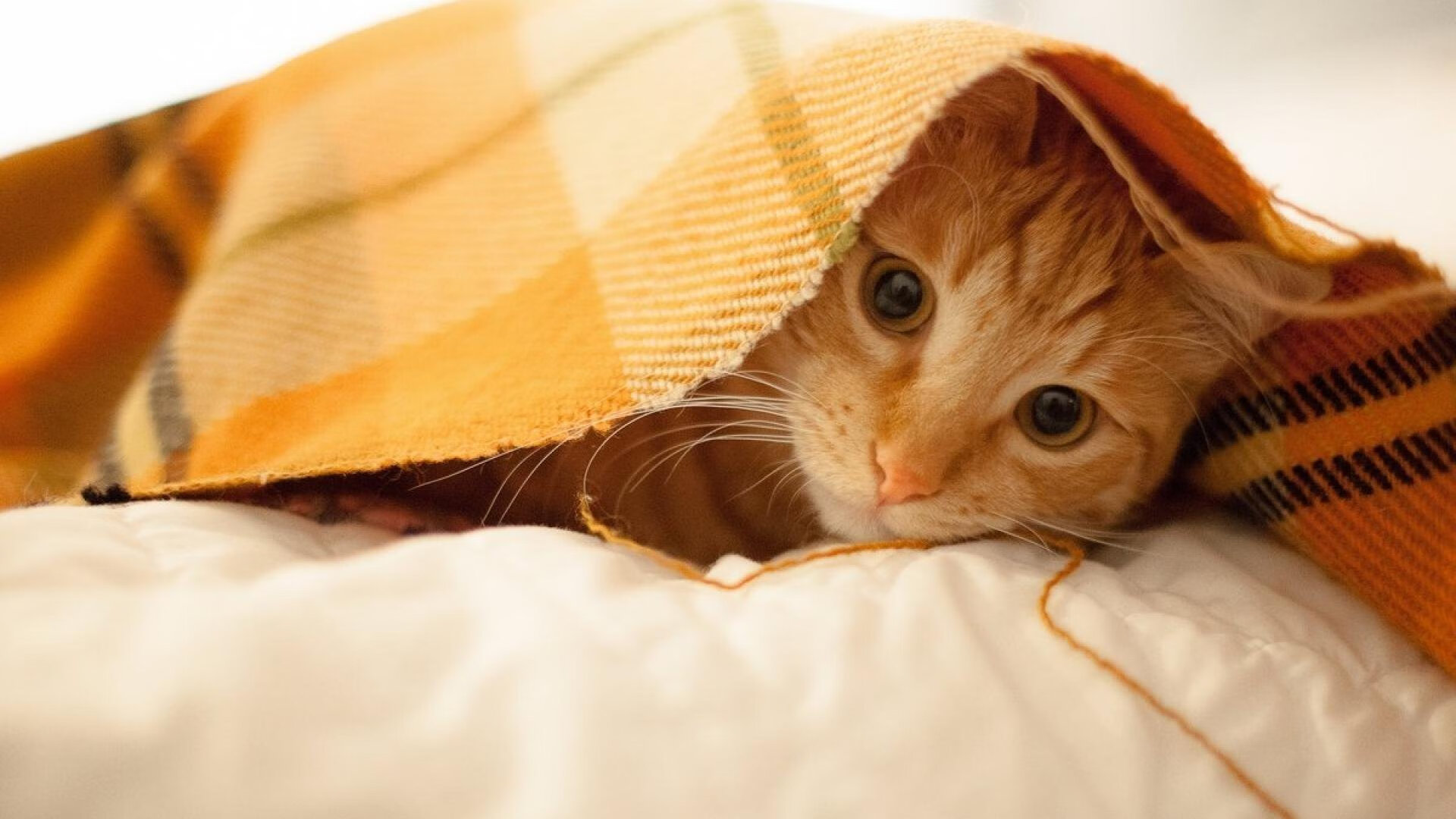 青少年篮球普及率大幅提升篮球人口稳步增长,青少年篮球训练现状分析