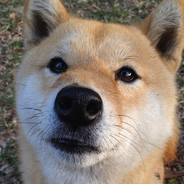 爱游戏娱乐平台-意甲快攻致命：瞬间突入，得分不停！，意甲最快速度