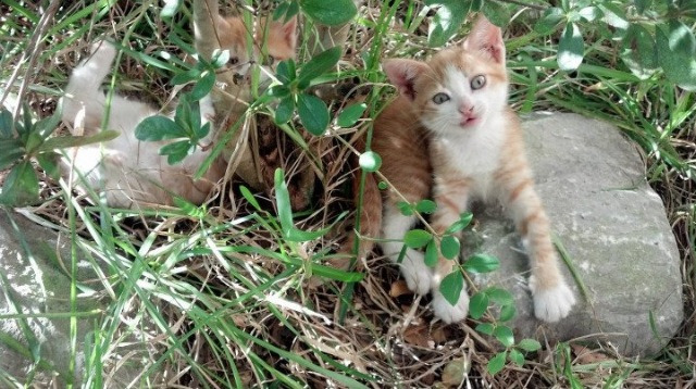 校园足球设立校园杯系列赛打造品牌赛事IP,校园足球冠军杯