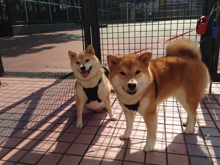 AIYOUXI.COM-欧洲杯绝美瞬间：战术配合带来的视觉盛宴，欧洲杯详解