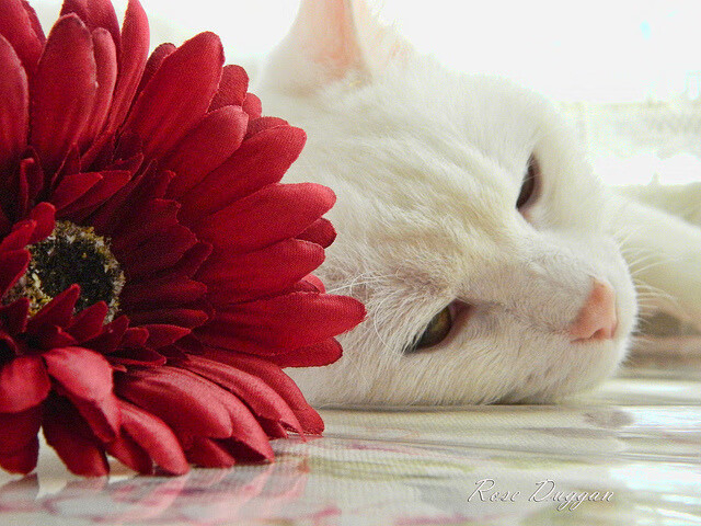 AYX SPORTS-水球比赛比利时女队配合默契，女子水球小组赛中国6比7美国