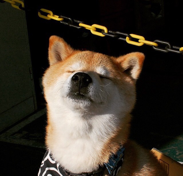 自由泳短距离摩纳哥选手冲进前列，自由泳2021